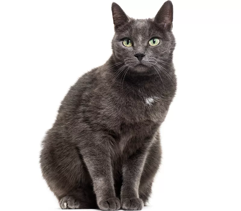 gray cat sitting with a white background