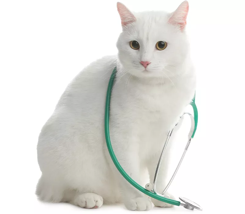 white cat with a green stethoscope on its neck
