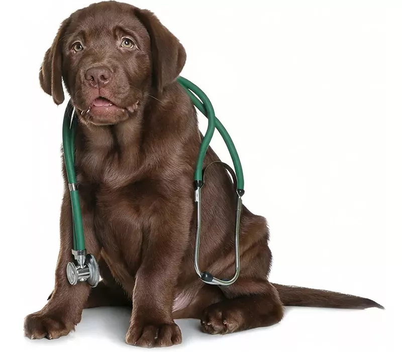 chocolate labrador puppy with a green stethoscope on his neck